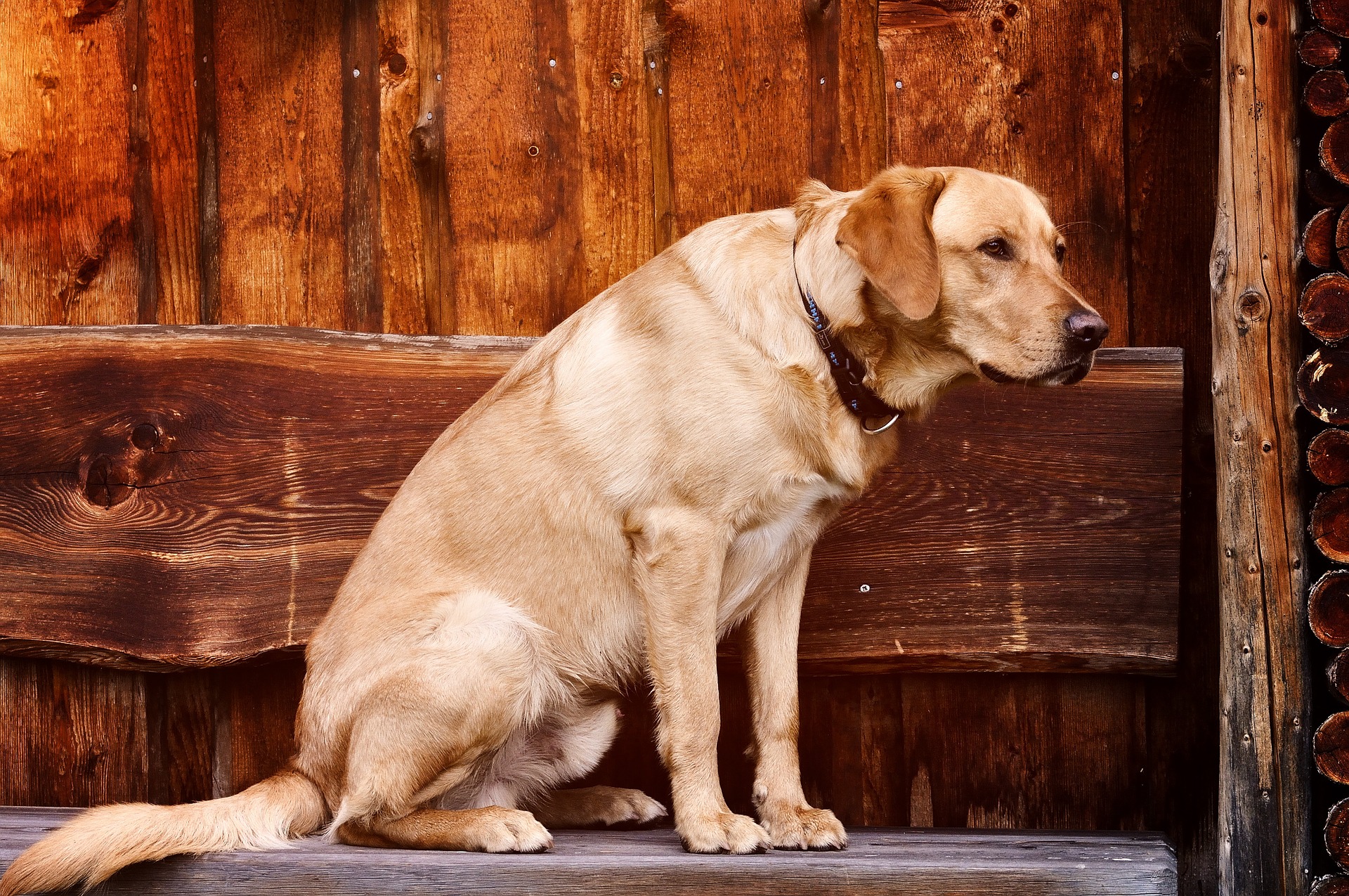 Labrador