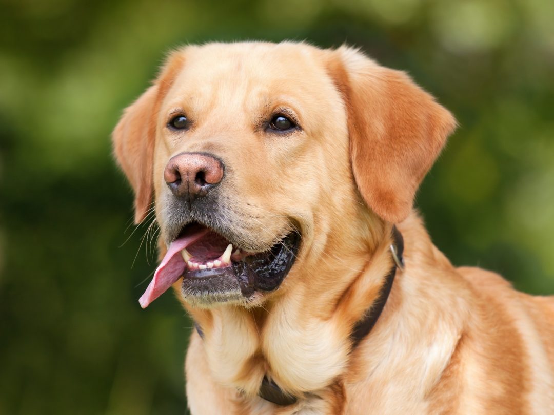 Labrador Training