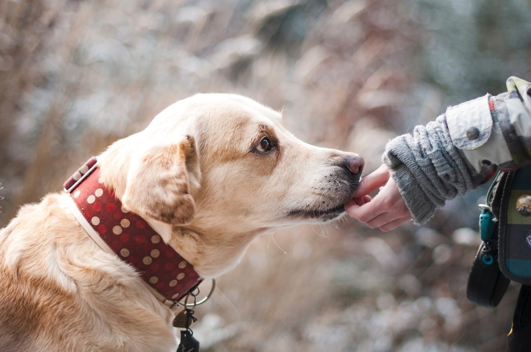 Labrador Pflege