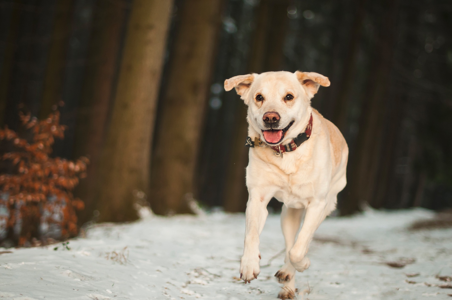 Labrador Pflege