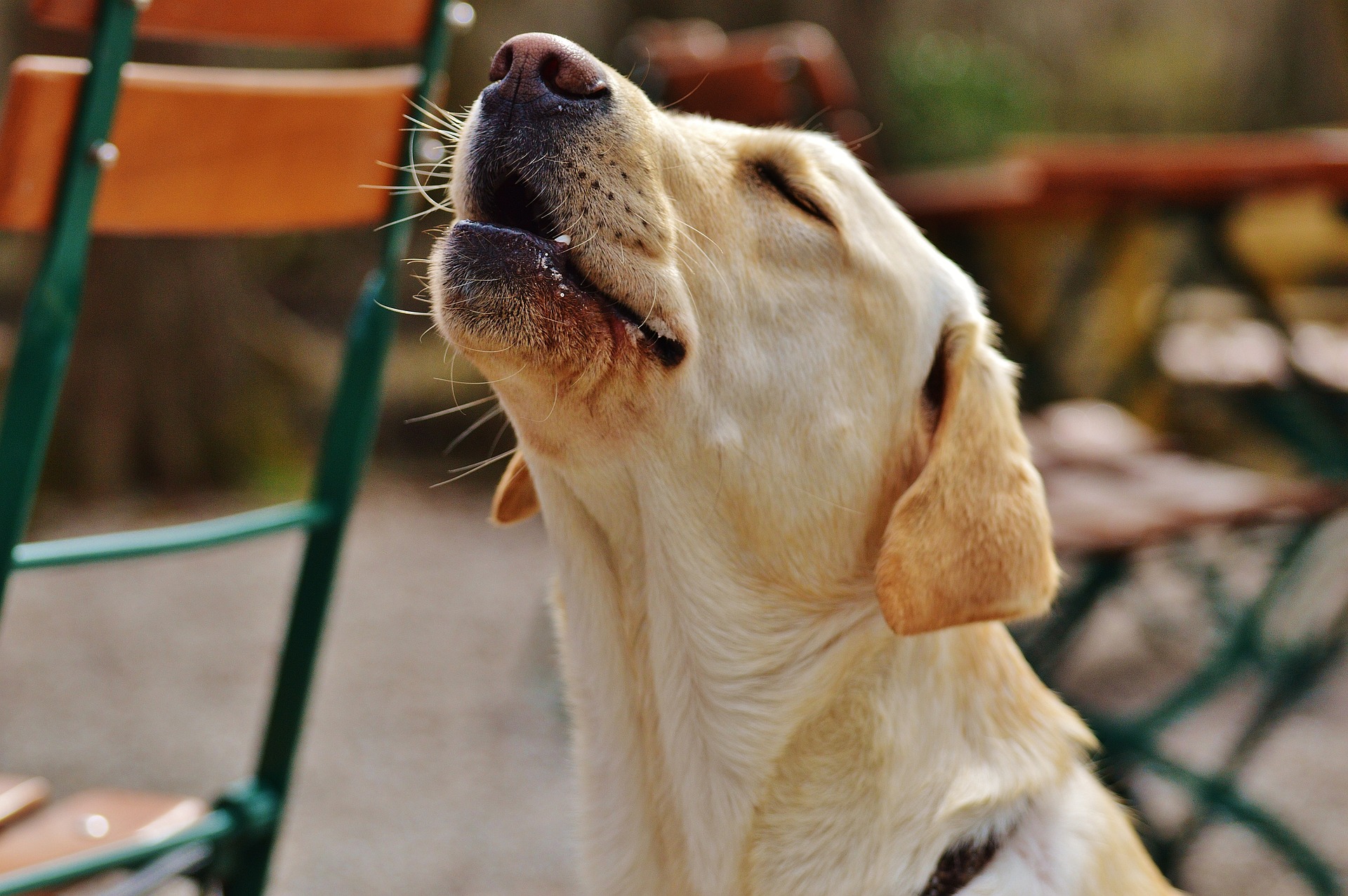 Labrador Training