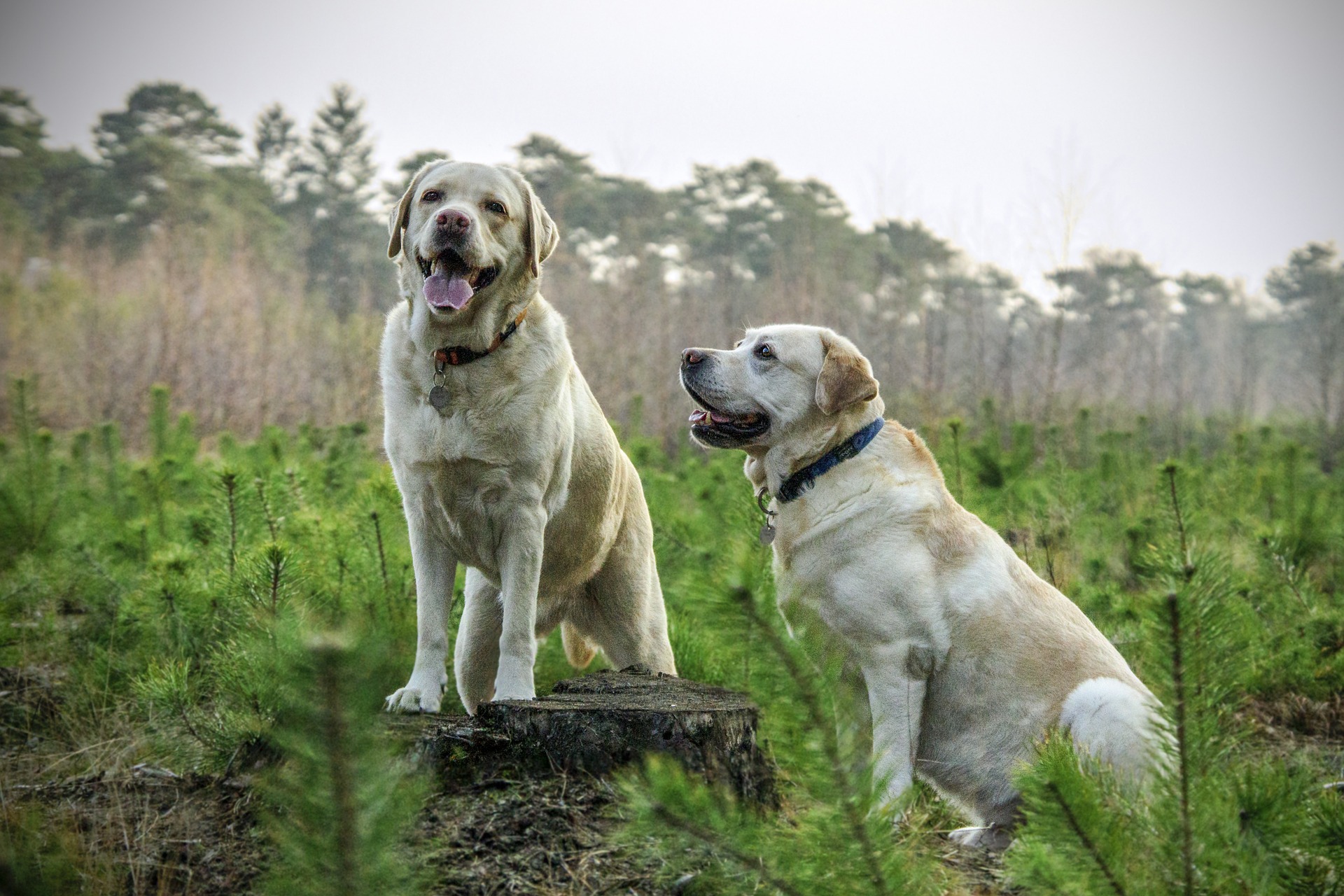 wie gross ist ein ausgewachsener labrador