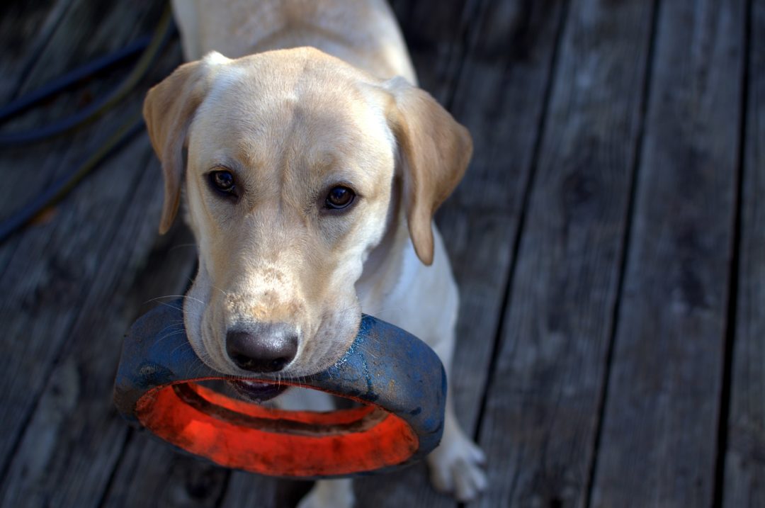 Labrador Erziehung