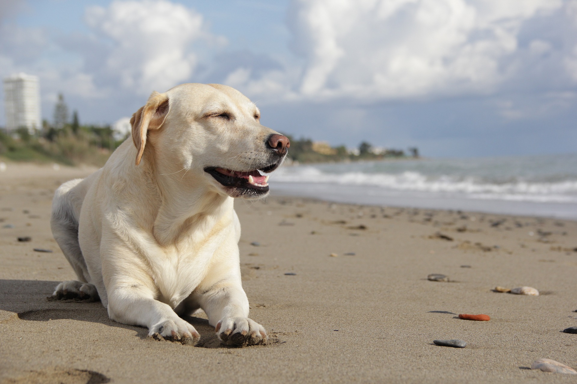 Labrador Wesen