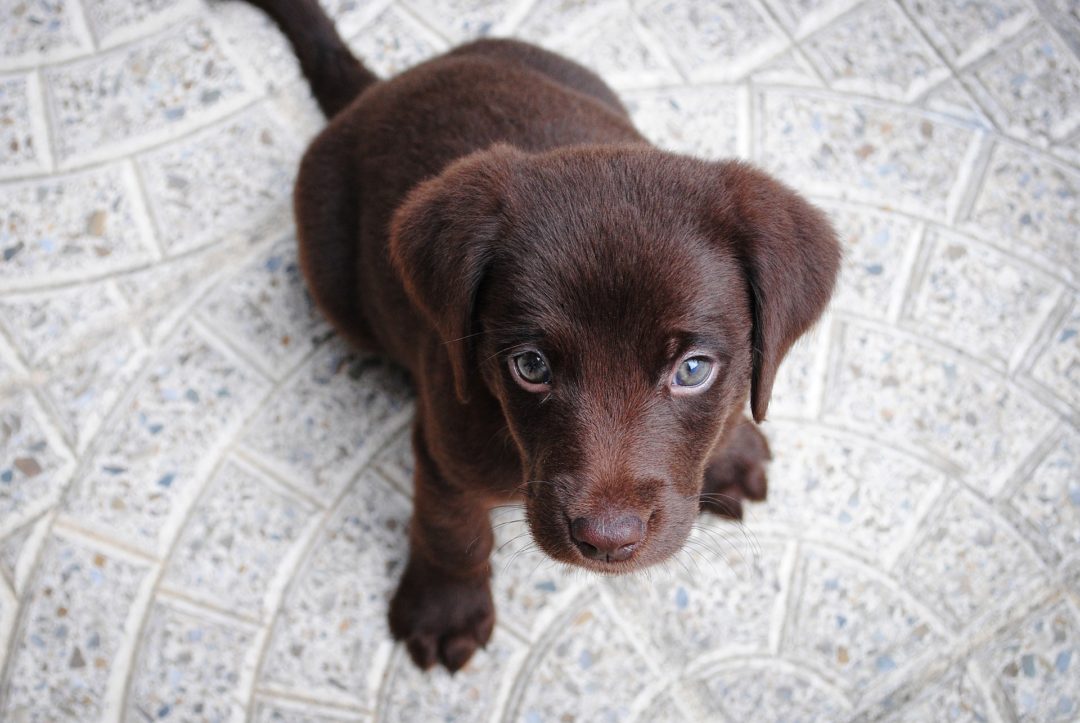 wie gross ist ein ausgewachsener labrador